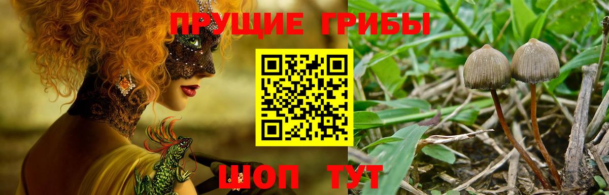 Галлюциногенные грибы Psilocybine cubensis Мичуринск